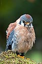 American Kestrel - click to enlarge