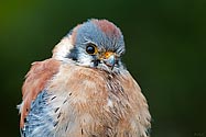 American Kestrel - click to enlarge