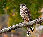 American Kestrel - click to enlarge