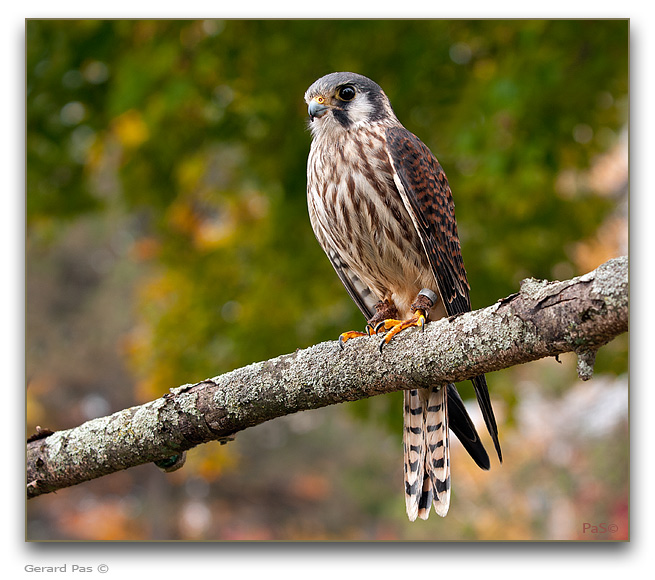 American Kestrel - click to enlarge image
