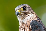 Merlin Falcon - click to enlarge