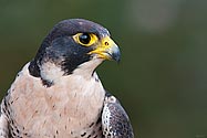 Peregrine Falcon - click to enlarge