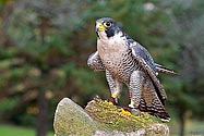 Peregrine Falcon - click to enlarge