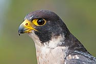 Peregrine Falcon - click to enlarge