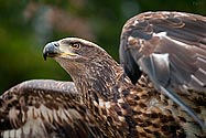 American Bald Eagle - click to enlarge