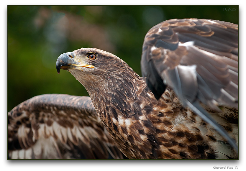 American Bald Eagle - click to enlarge image
