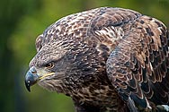 American Bald Eagle - click to enlarge