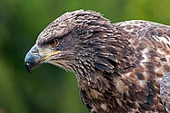 American Bald Eagle - click to enlarge