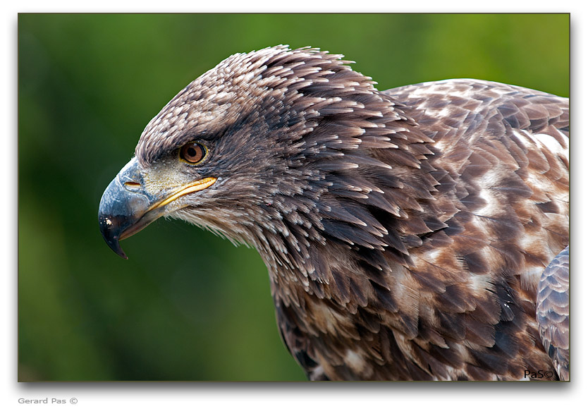 American Bald Eagle - click to enlarge image