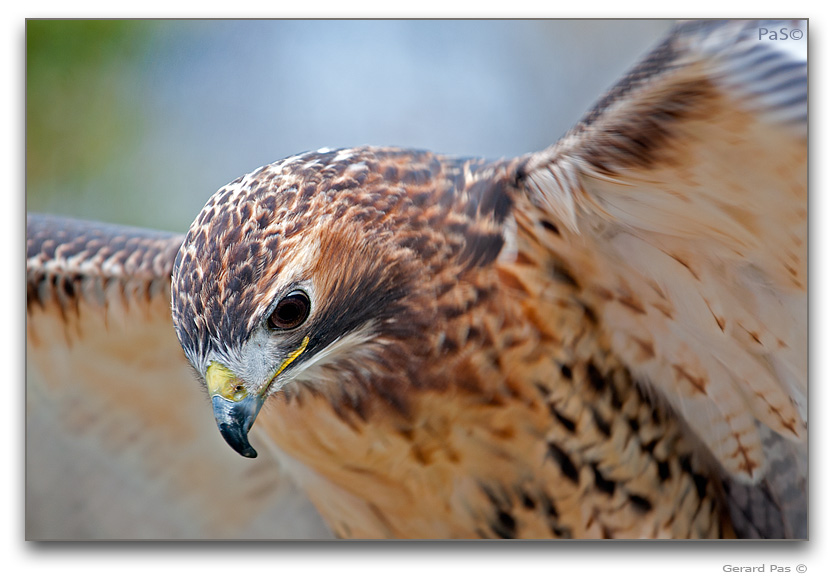Broad-winged hawk - click to enlarge image
