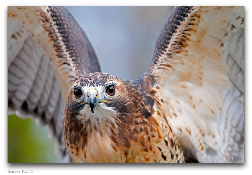 American Bald Eagle - click to enlarge image