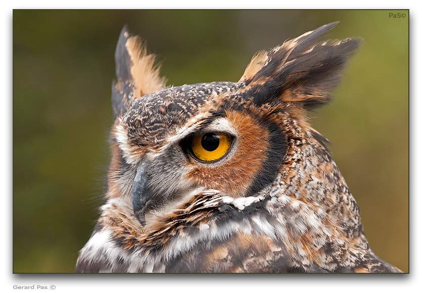 Great Horned Owl - click to enlarge image