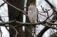 Cooper's Hawk - click to enlarge