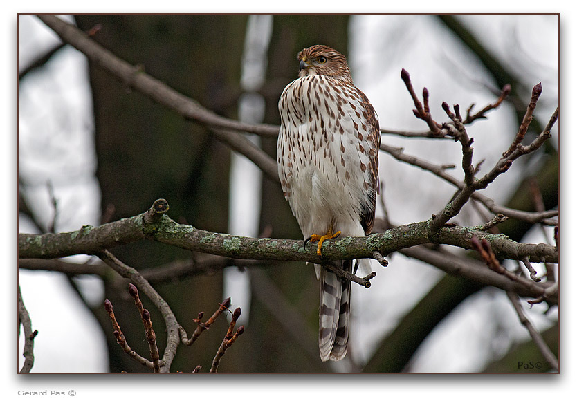 Cooper's Hawk - click to enlarge image