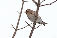 Common Redpoll - click to enlarge
