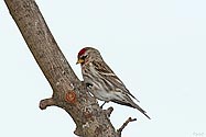 Common Redpoll - click to enlarge