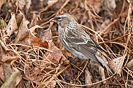 Common Redpoll - click to enlarge