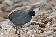 American Coot - click to enlarge