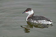 Horned Grebe  - click to enlarge