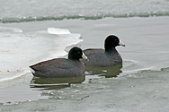 American Coot - click to enlarge
