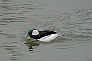 Bufflehead Duck - click to enlarge