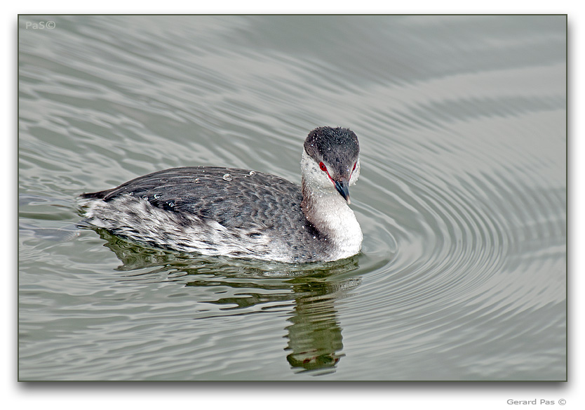 Horned Grebe - click to enlarge image