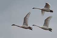 Tundra Swan in flight - click to enlarge