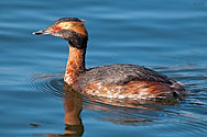 Horned Grebe  - click to enlarge