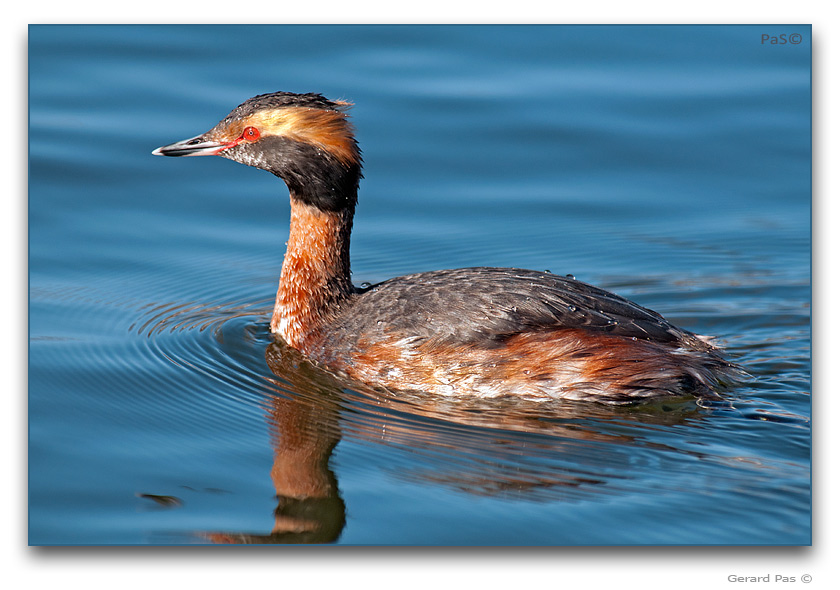 Horned Grebe - click to enlarge image