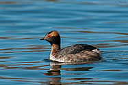 Horned Grebe  - click to enlarge