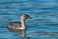 Horned Grebe  - click to enlarge
