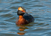 Horned Grebe  - click to enlarge