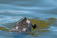Horned Grebe  - click to enlarge