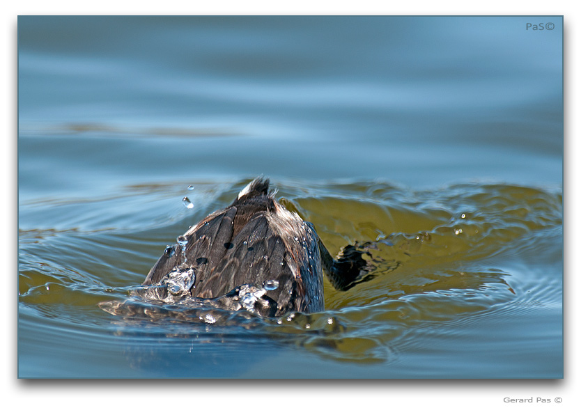 Horned Grebe - click to enlarge image