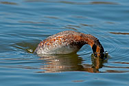 Horned Grebe  - click to enlarge
