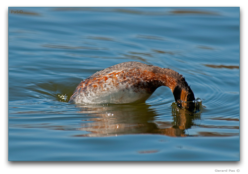 Horned Grebe - click to enlarge image