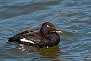 White winged Scoter Duck - click to enlarge