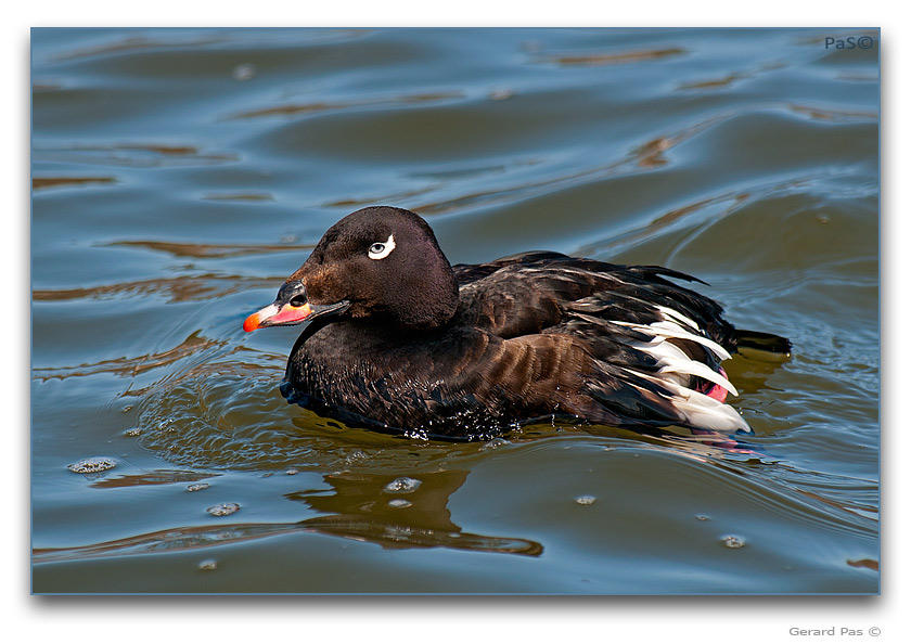 White-winged Scoter - click to enlarge image