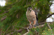 Cooper's Hawk - click to enlarge