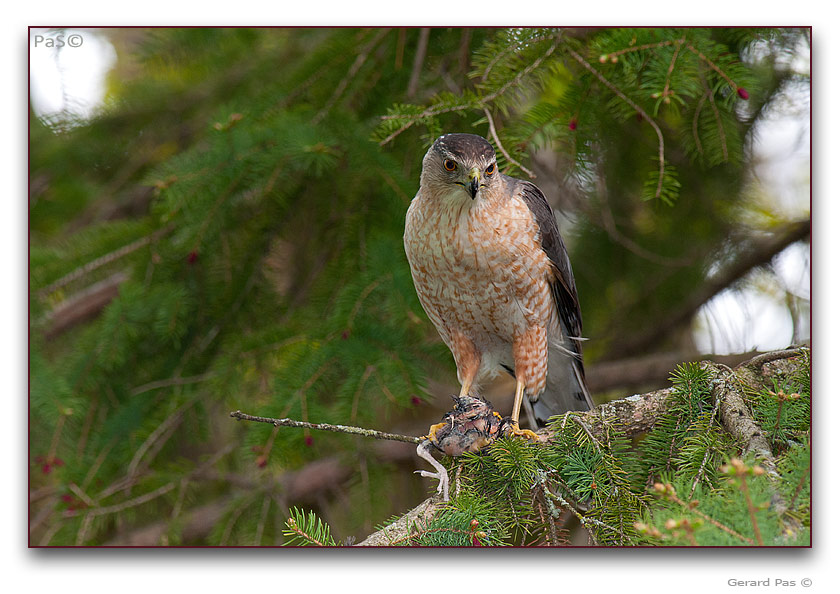 Cooper's Hawk - click to enlarge image