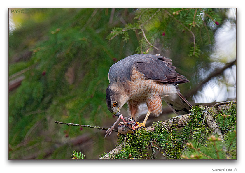 Cooper's Hawk - click to enlarge image