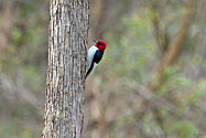 Red-headed Woodpecker - click to enlarge