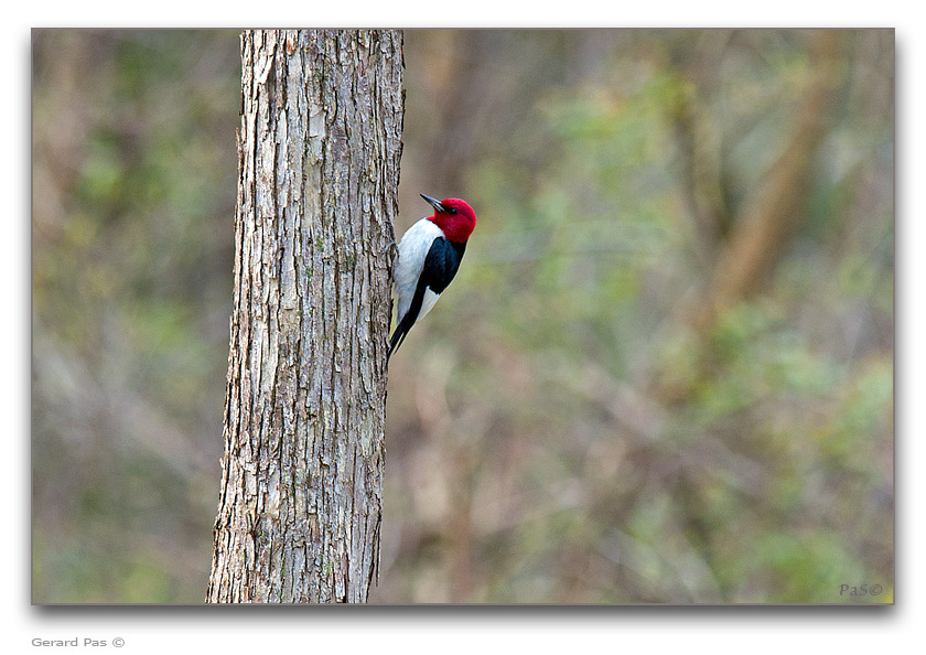 Red-headed Woodpecker - click to enlarge image