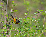 Baltimore Oriole male - click to enlarge