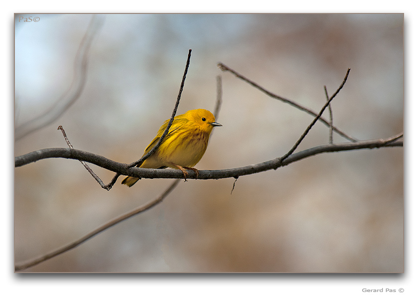 Yellow Warbler - click to enlarge image
