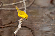 Yellow Warbler - click to enlarge