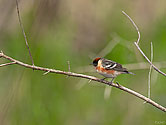 Bay-breasted Warbler - click to enlarge