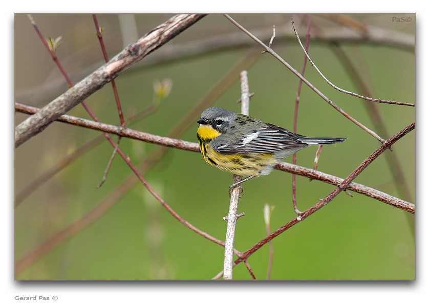 Magnolia Warbler - click to enlarge image