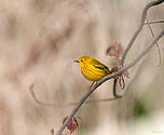 Yellow Warbler - click to enlarge