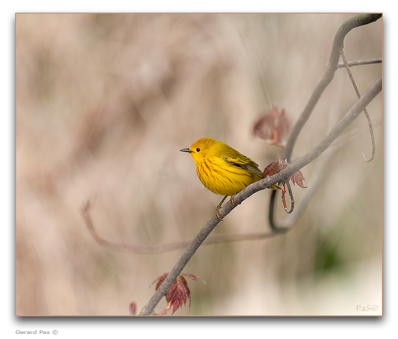 Yellow Warbler - click to enlarge image